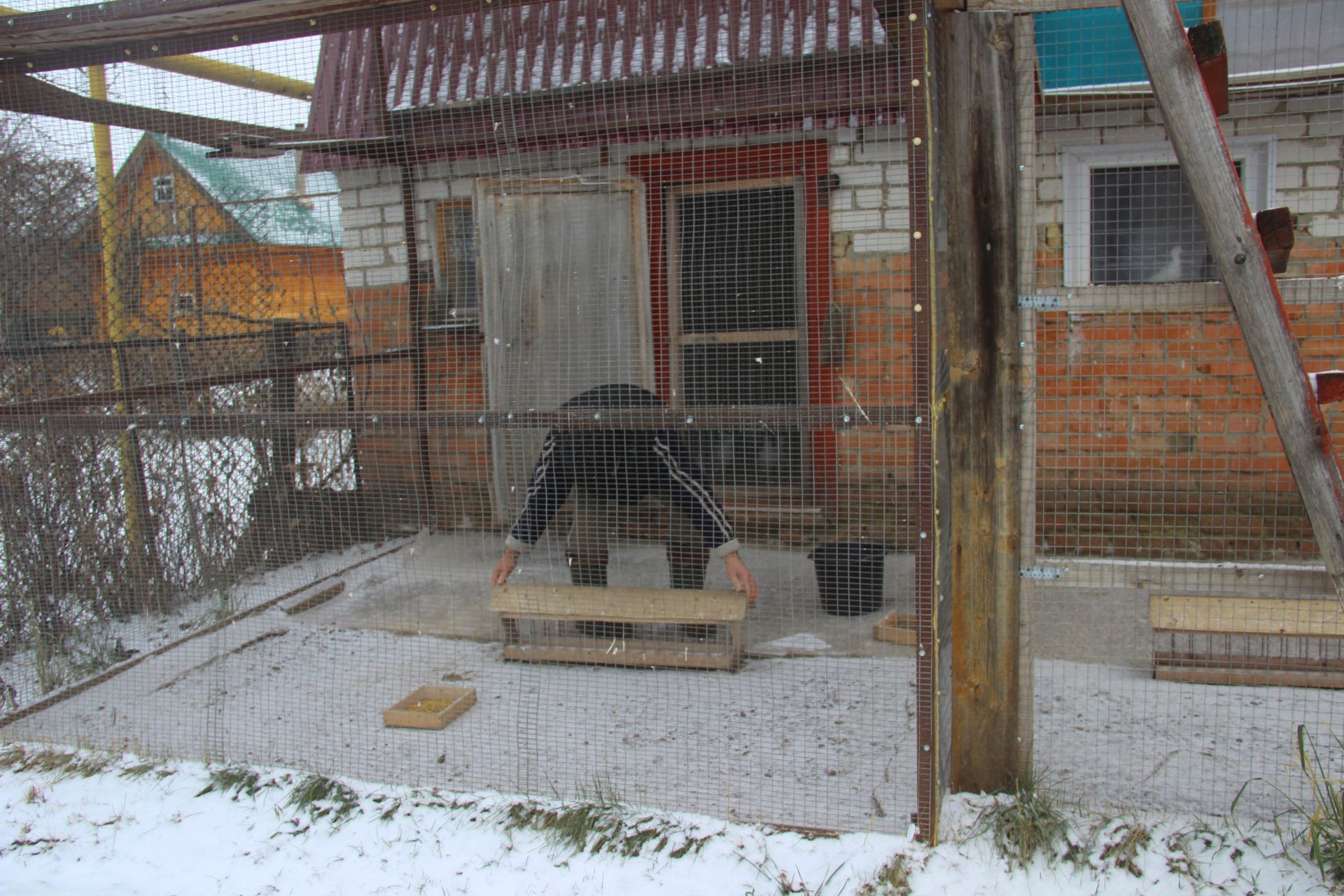 Ильдус Миннебаев из Буинска видел во сне голубей (фоторепортаж)