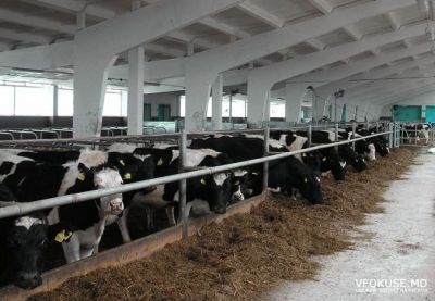 В Буинске показатели по производству молока разные