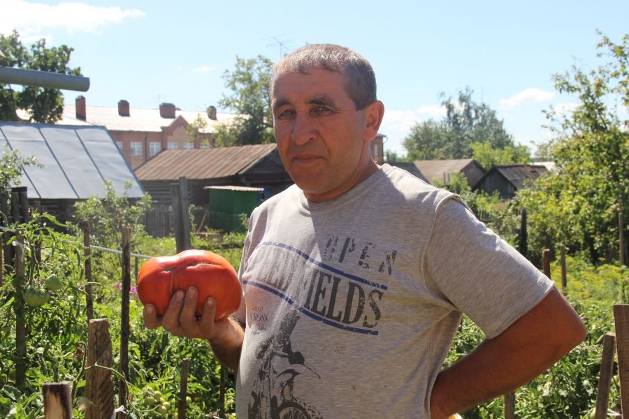 Буинец Фарит Тазиев вырастил в своем огороде томат весом почти 2 килограмма