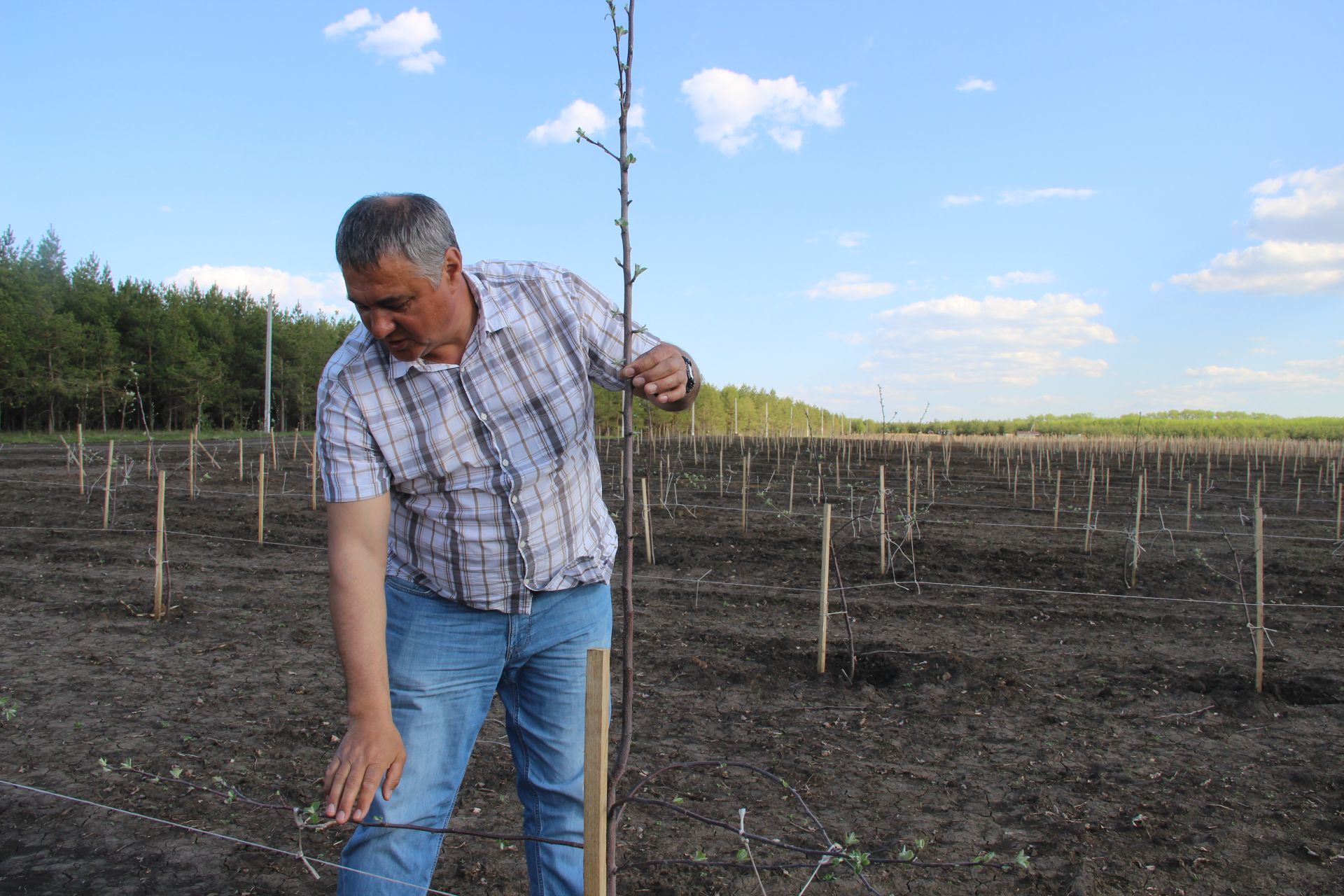 Фермер из Буинского района Замил Давлетшин: "Я обещал подарить ей яблоневый сад" (+фото)