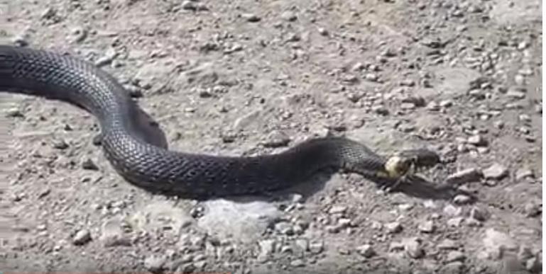 Буинец снял на ВИДЕО змею на дороге в деревне Нижний Наратбаш