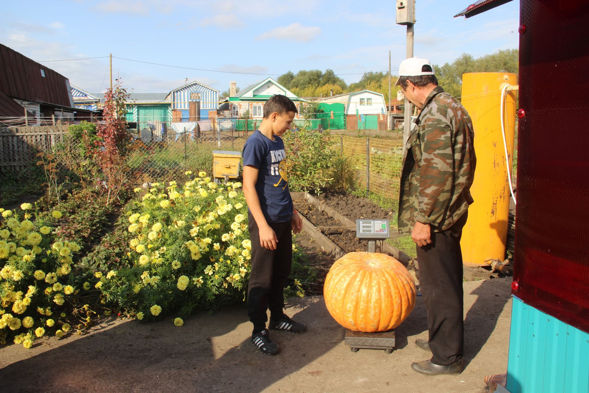 Кто в Буинском районе вырастил 46-килограммовую тыкву?