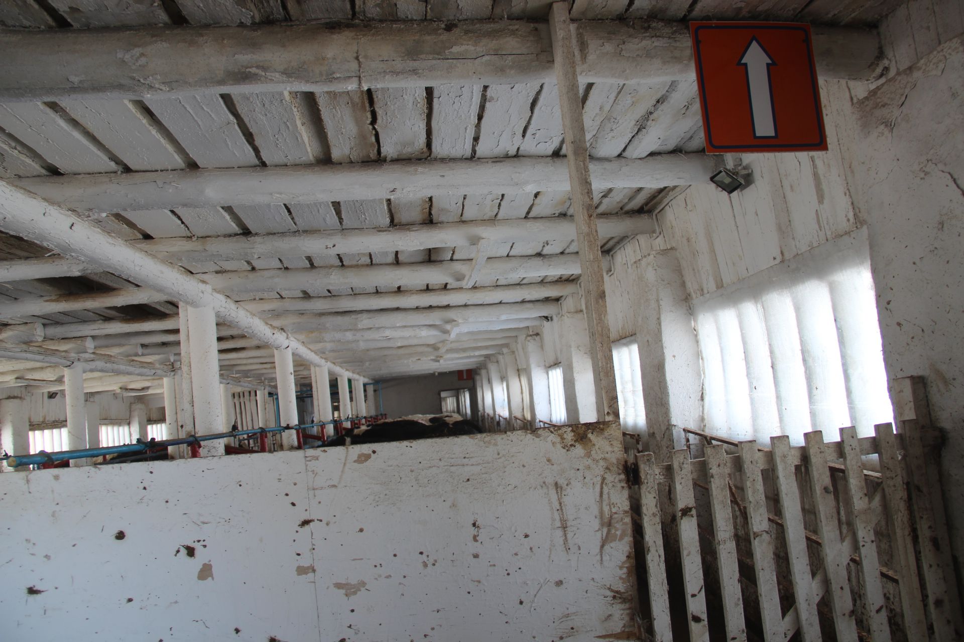 В Буинском районе: госпожа корова или шок от «умной фермы» (фоторепортаж)
