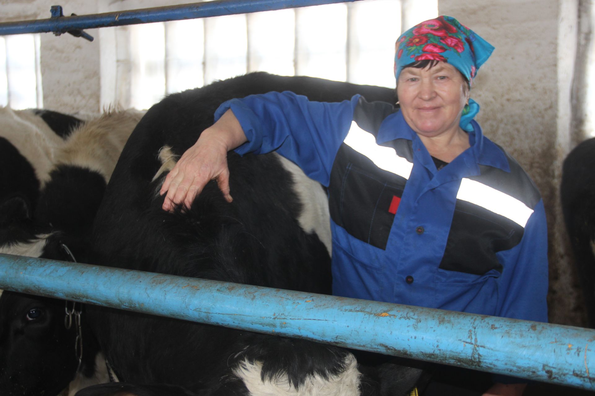 В Буинском районе: госпожа корова или шок от «умной фермы» (фоторепортаж)