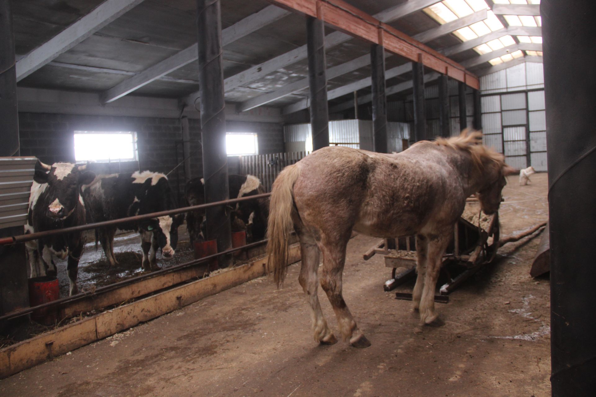 «Ассорти-ферма» в Буинском районе – какая она? (фоторепортаж)