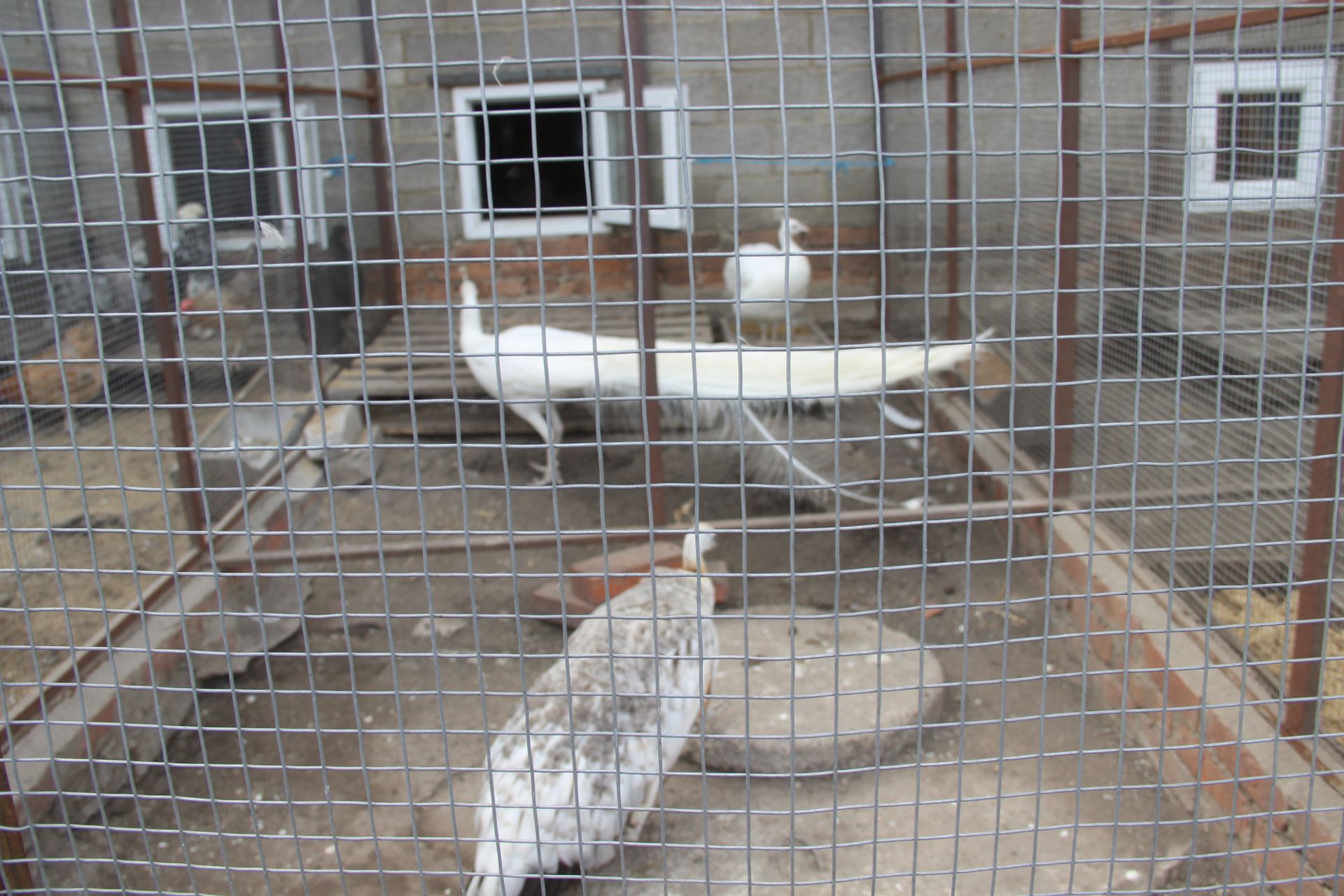 В Буинске мини птицеферма: павлины, страусы и другие (фоторепортаж)