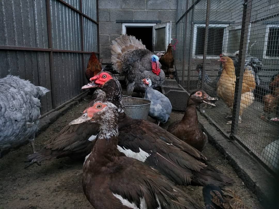 В Буинске мини птицеферма: павлины, страусы и другие (фоторепортаж)