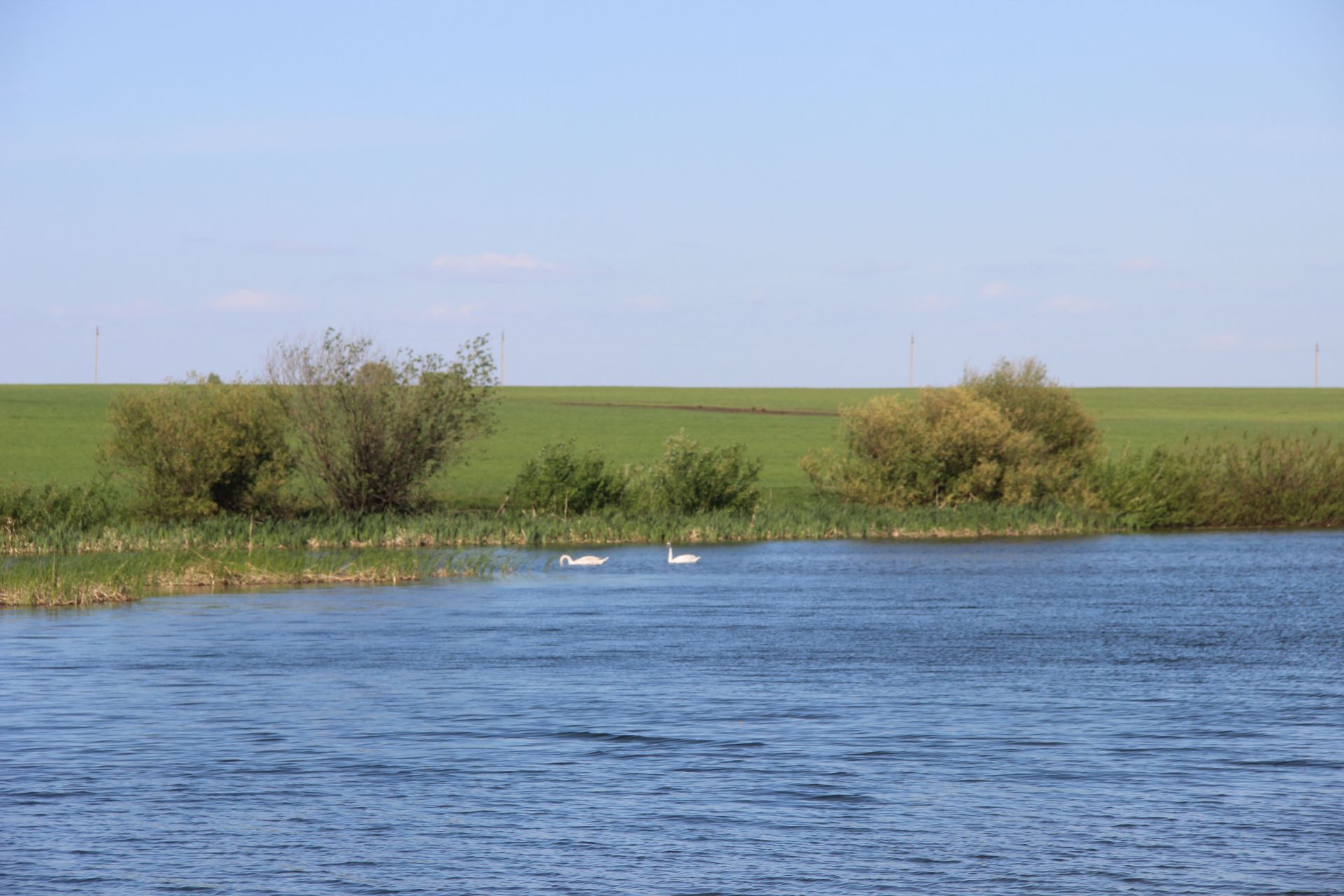 В Кыр-Тавгельдино прилетели лебеди (+фото)