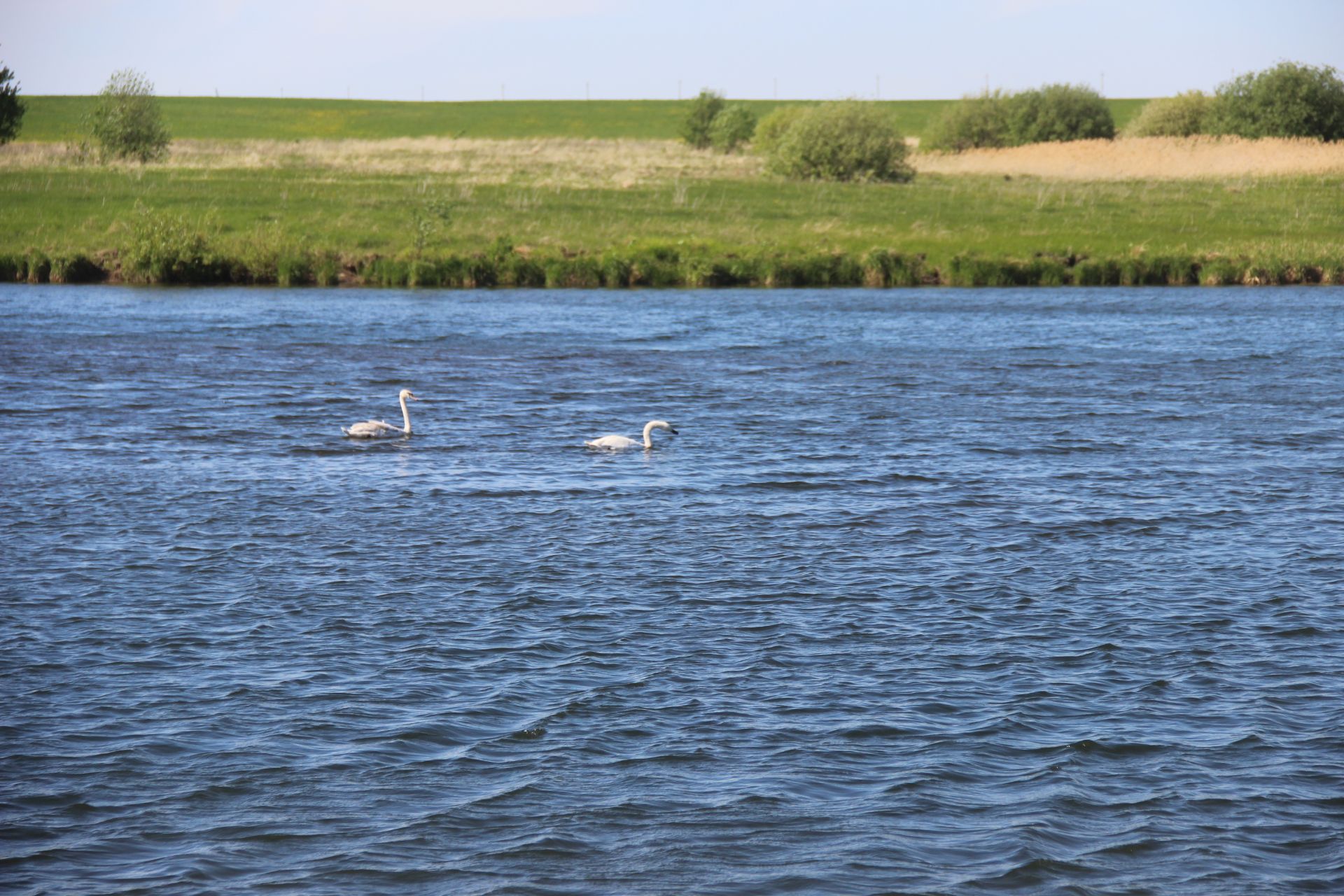 В Кыр-Тавгельдино прилетели лебеди (+фото)