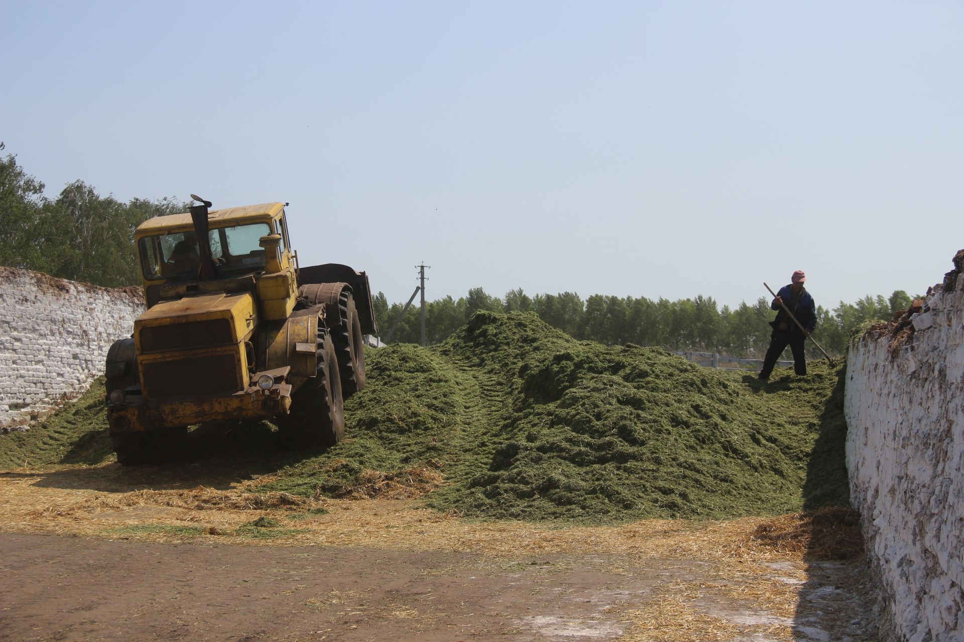 В Сорок-Сайдакском отделении агрофирмы «Дружба» идет заготовка кормов (фоторепортаж)