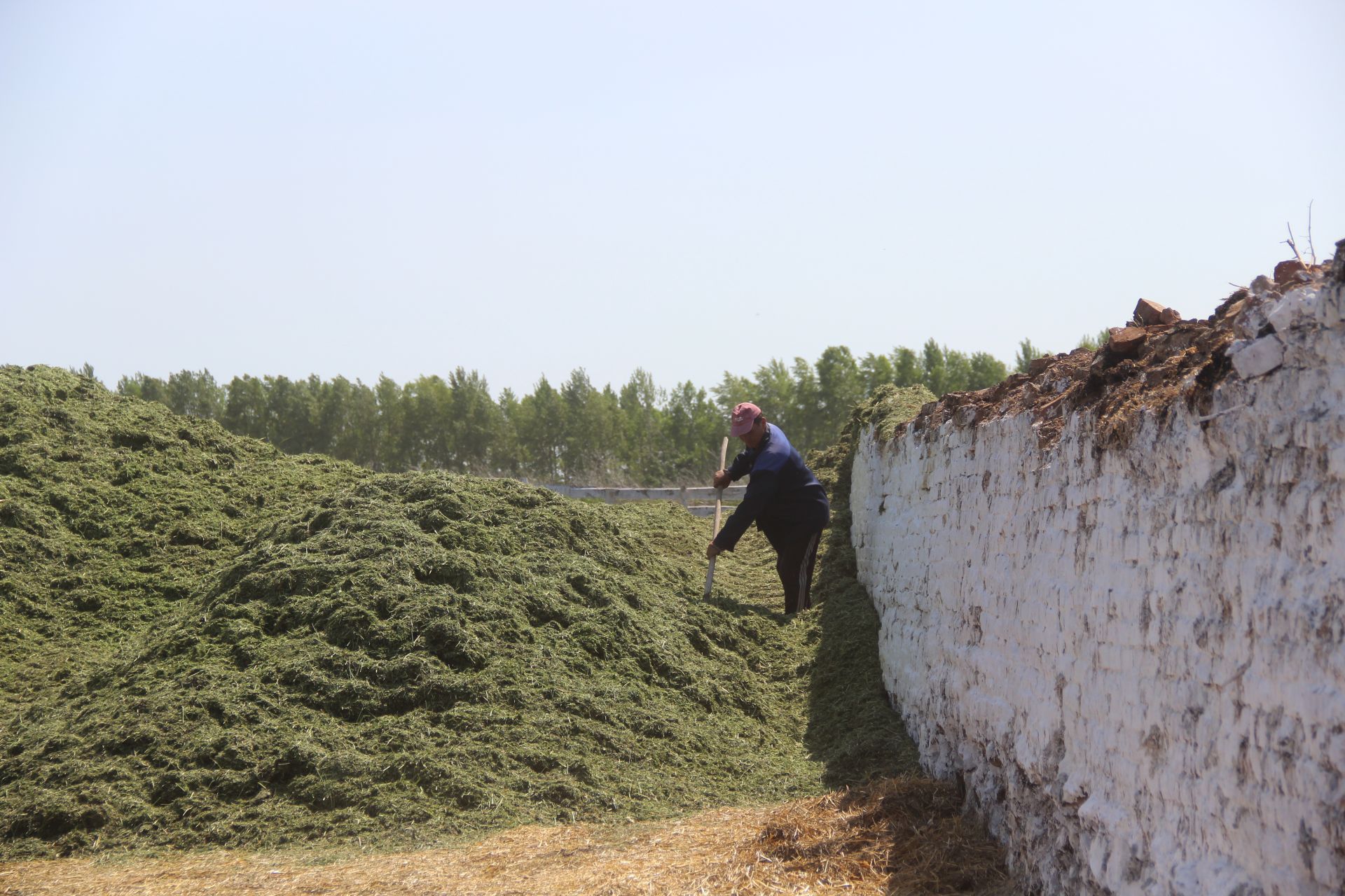 В Сорок-Сайдакском отделении агрофирмы «Дружба» идет заготовка кормов (фоторепортаж)