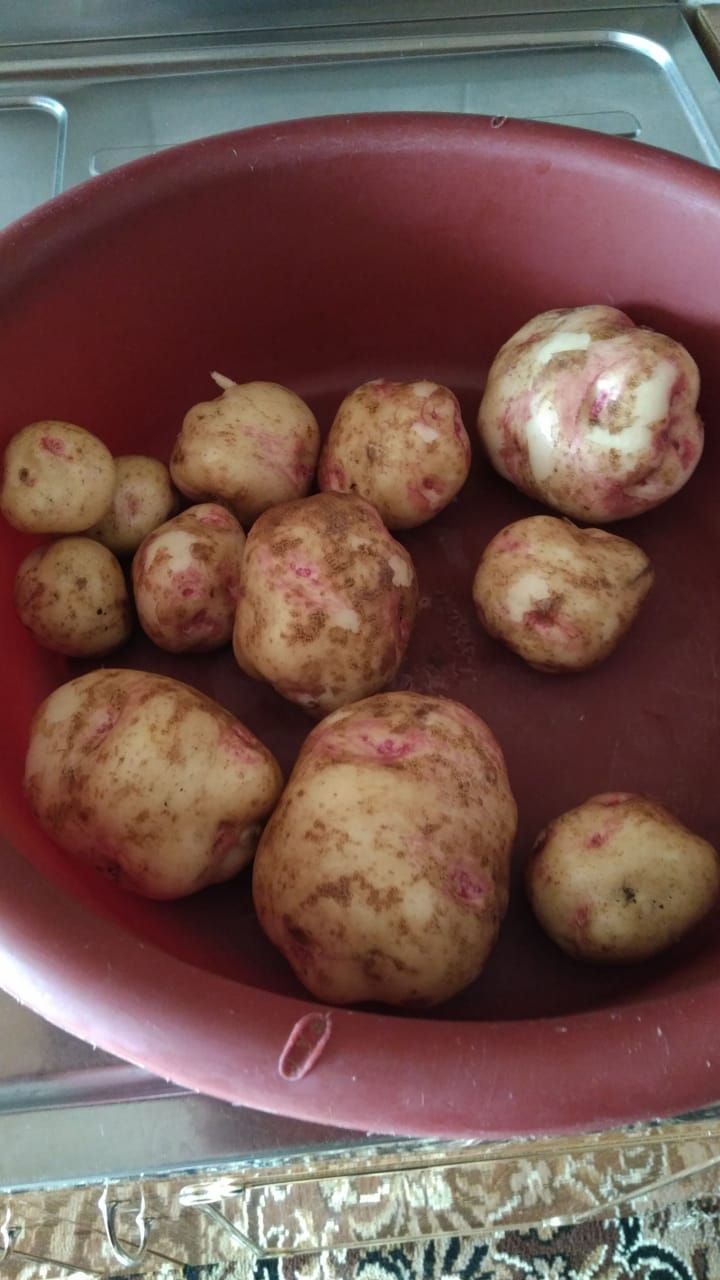 В Буинском районе начали копать ранюю картошку