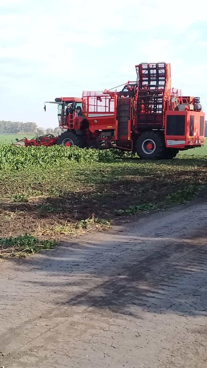 В Буинске начали копать сахарную свеклу (+ фото)