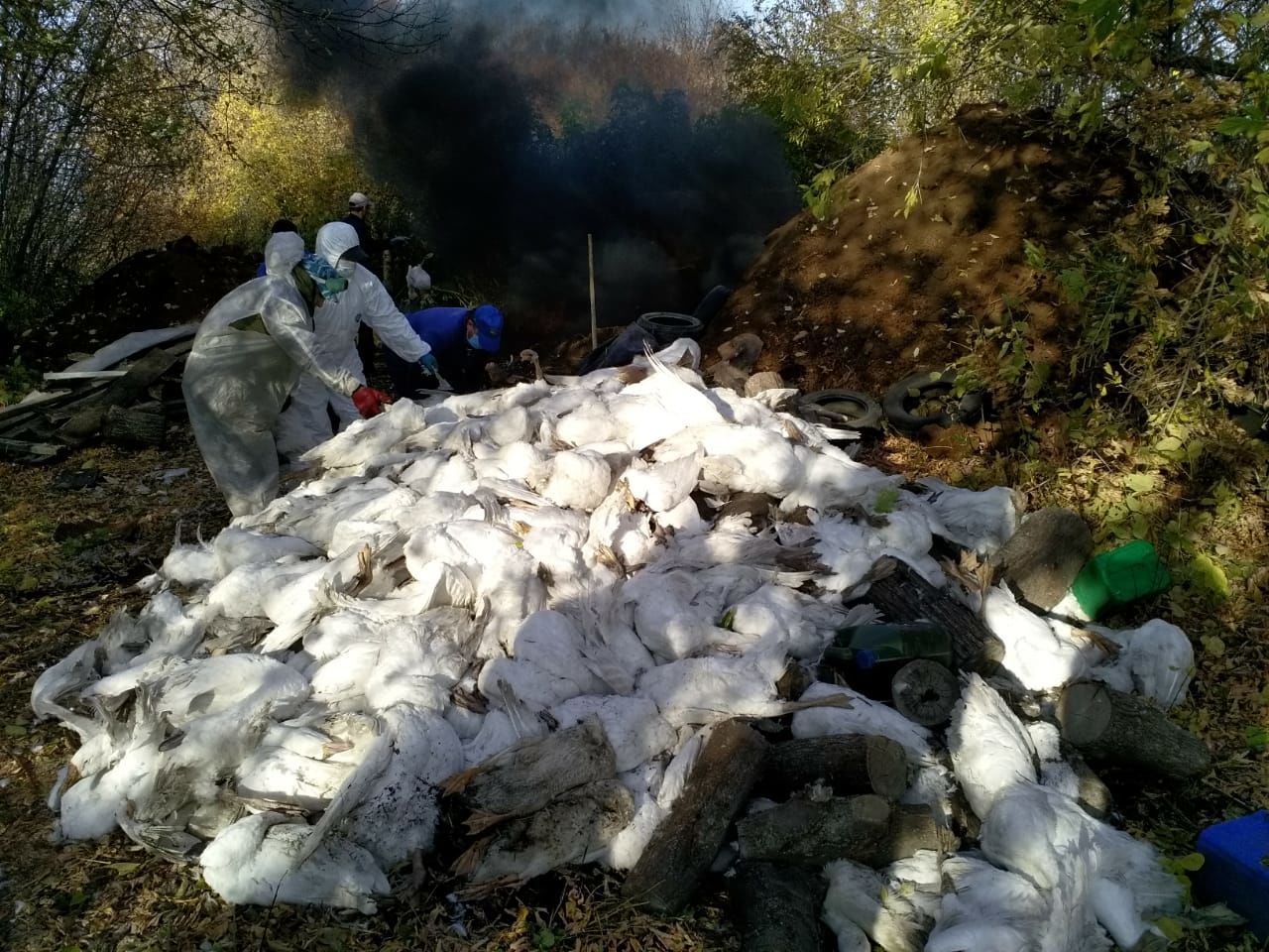 В Буинске уничтожили зараженных птичьим гриппом гусей и уток (+ фото)