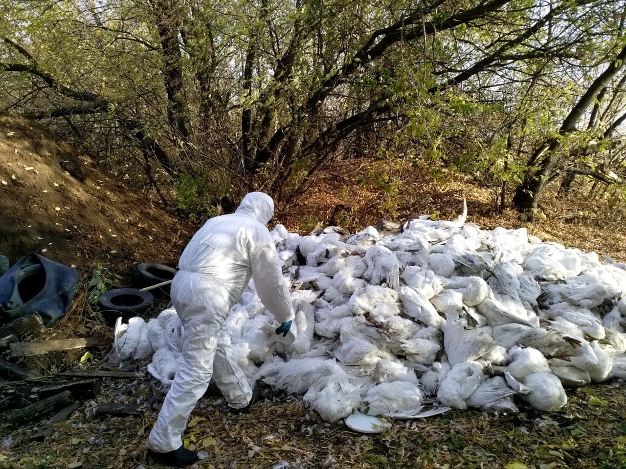 В Буинске уничтожили зараженных птичьим гриппом гусей и уток (+ фото)