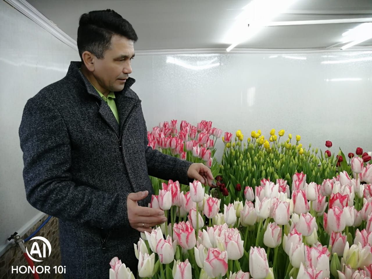 В хозяйстве Заббаровых из Буинского района расцвели 4 тысячи тюльпанов (фоторепортаж)