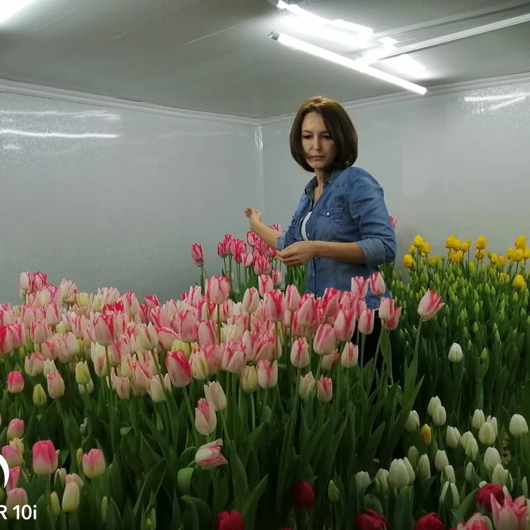 В хозяйстве Заббаровых из Буинского района расцвели 4 тысячи тюльпанов (фоторепортаж)