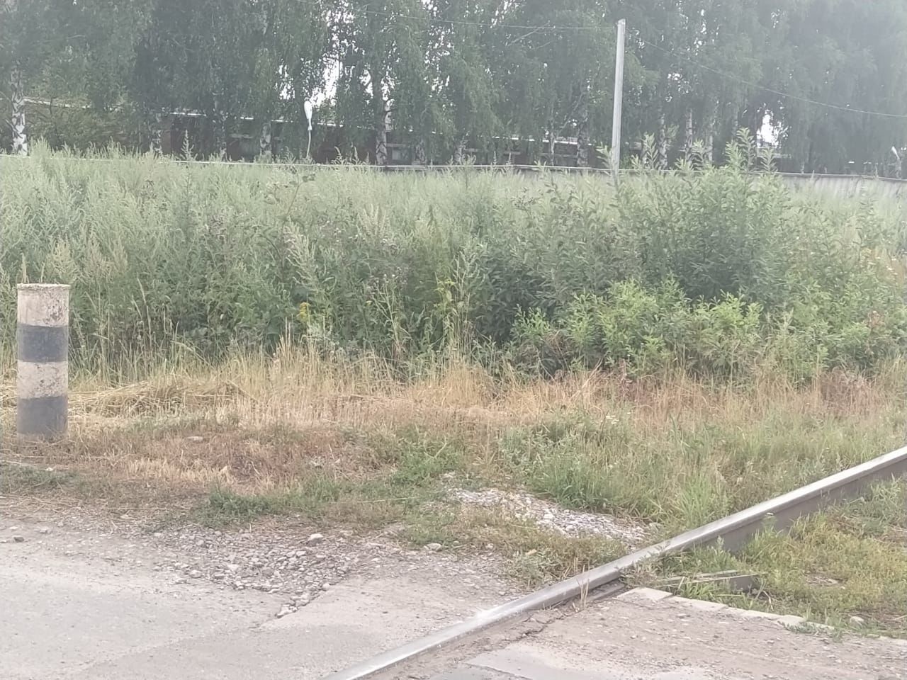 На ж/д переезде по улице Гагарина Буинска, из-за высокой травы, невозможно увидеть приближающийся паровоз (+фото)