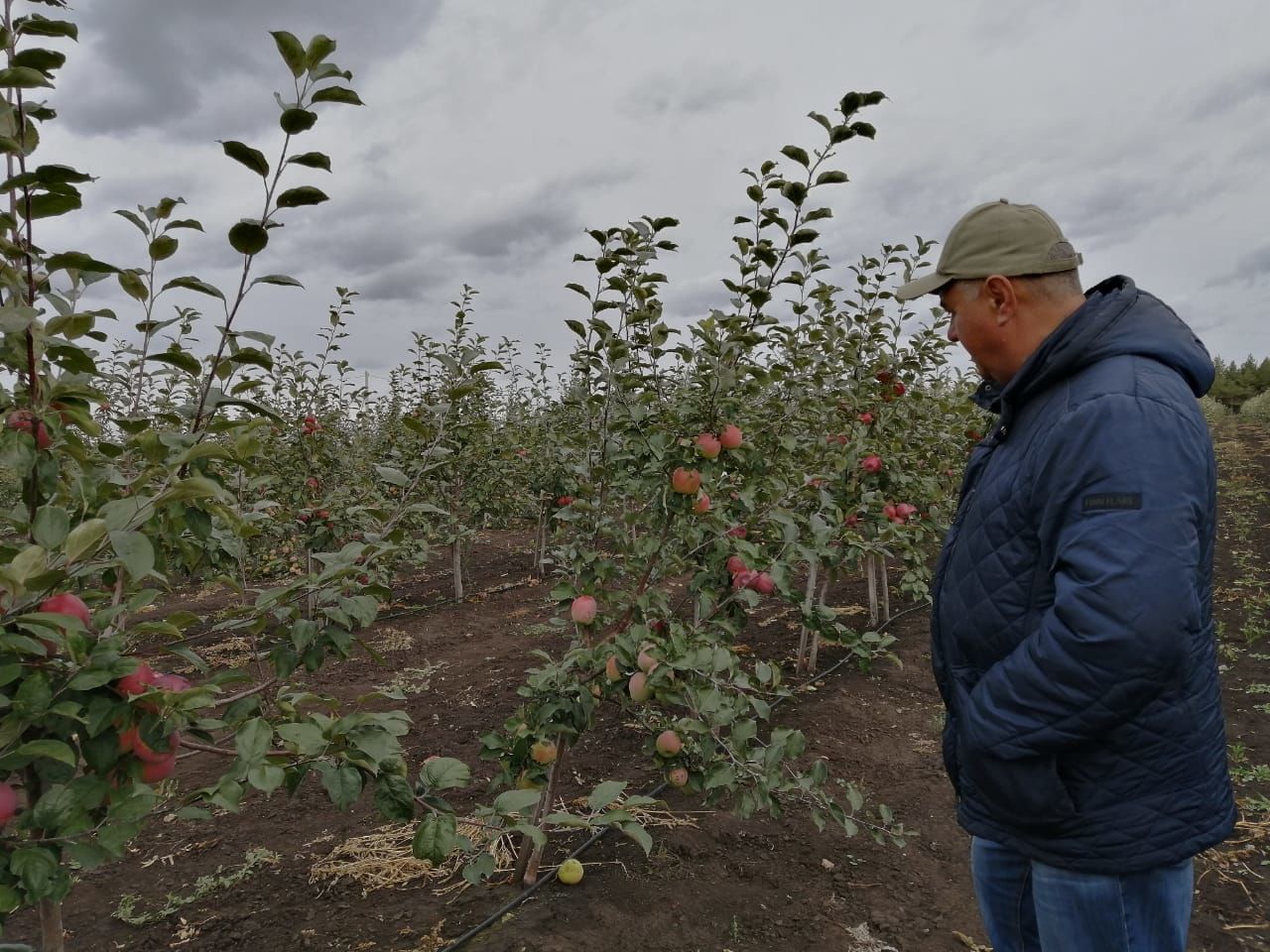 Фермер Зямиль Давлетшин: “Не верят, что на рынке будем продавать яблоки, выращенные в Буинске” (+ фото, видео)