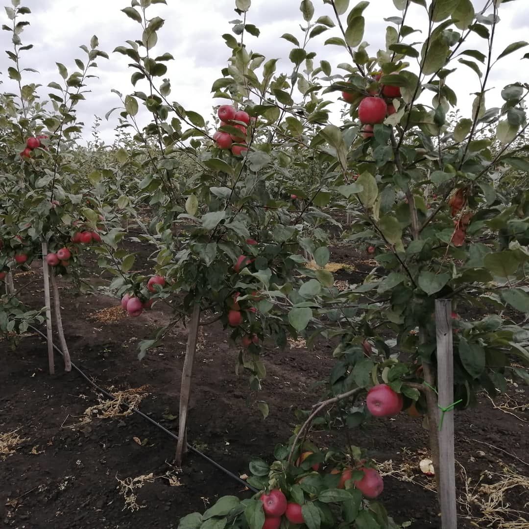 Фермер Зямиль Давлетшин: “Не верят, что на рынке будем продавать яблоки, выращенные в Буинске” (+ фото, видео)