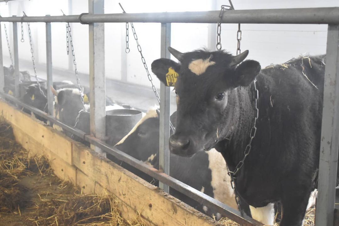  В Буинске появилась еще одна животноводческая ферма (+фото)
