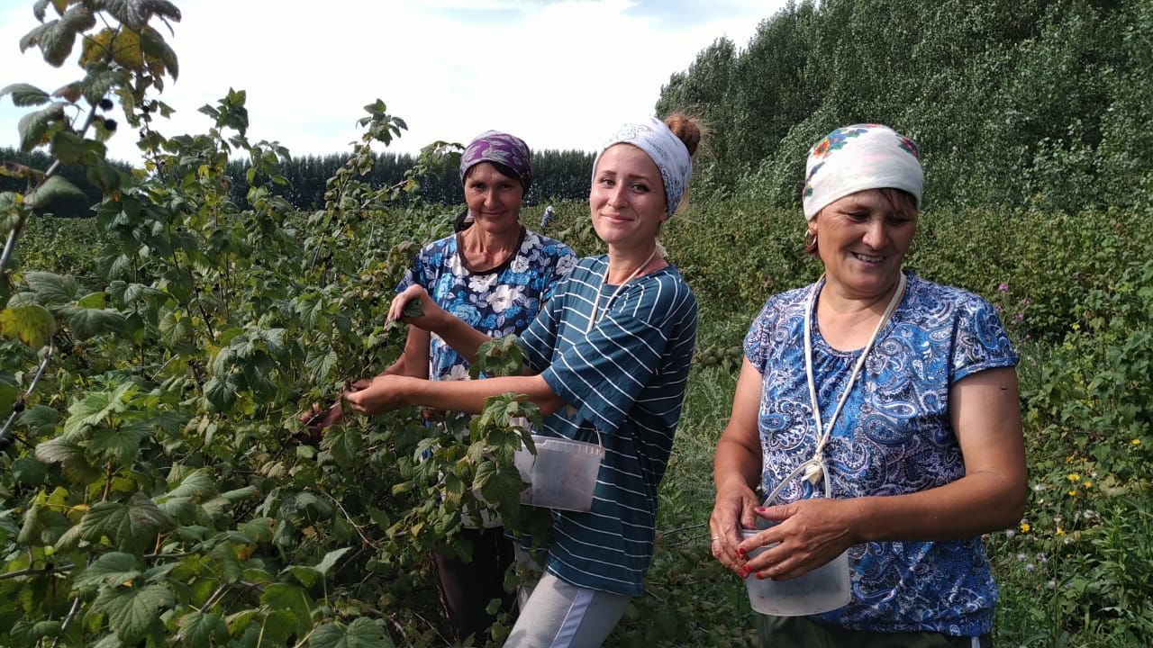 Фермеры Буинского района Мифтахутдиновы собирают урожай смородины (+фото)