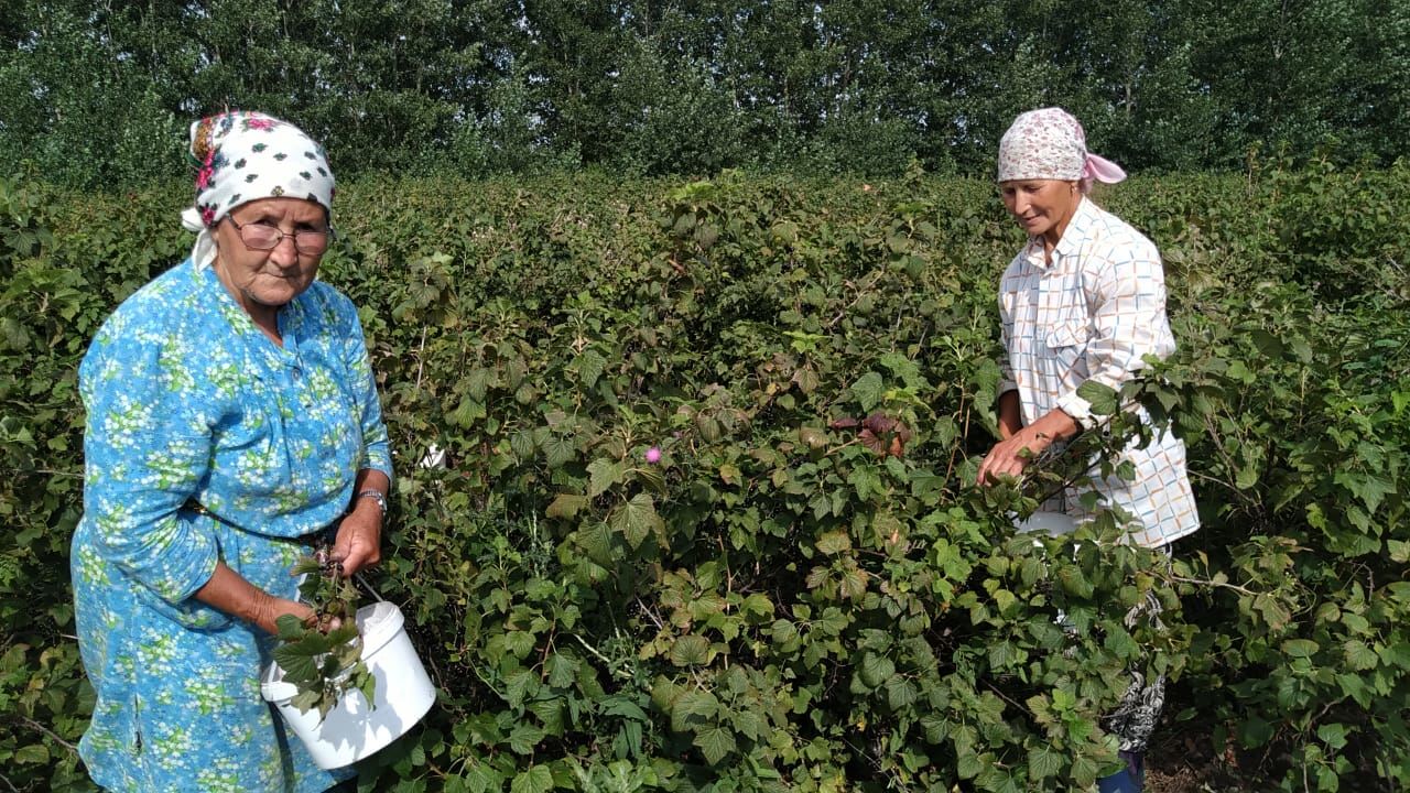 Фермеры Буинского района Мифтахутдиновы собирают урожай смородины (+фото)
