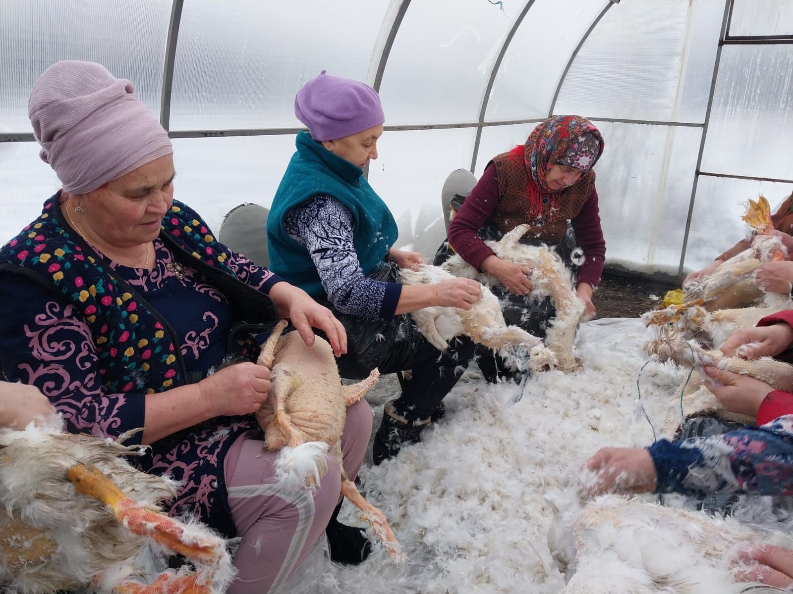 В Буинском районе провели праздник гусиного пера (ФОТО, ВИДЕО)