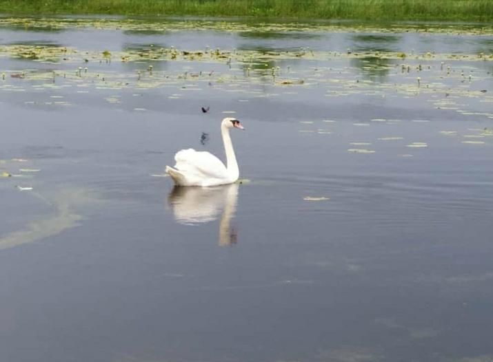 На озере Буинского района живет лебединая семья (+фото)