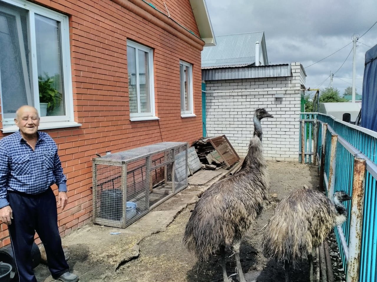 Нашли хозяина страуса, гулявшего по улицам Буинска