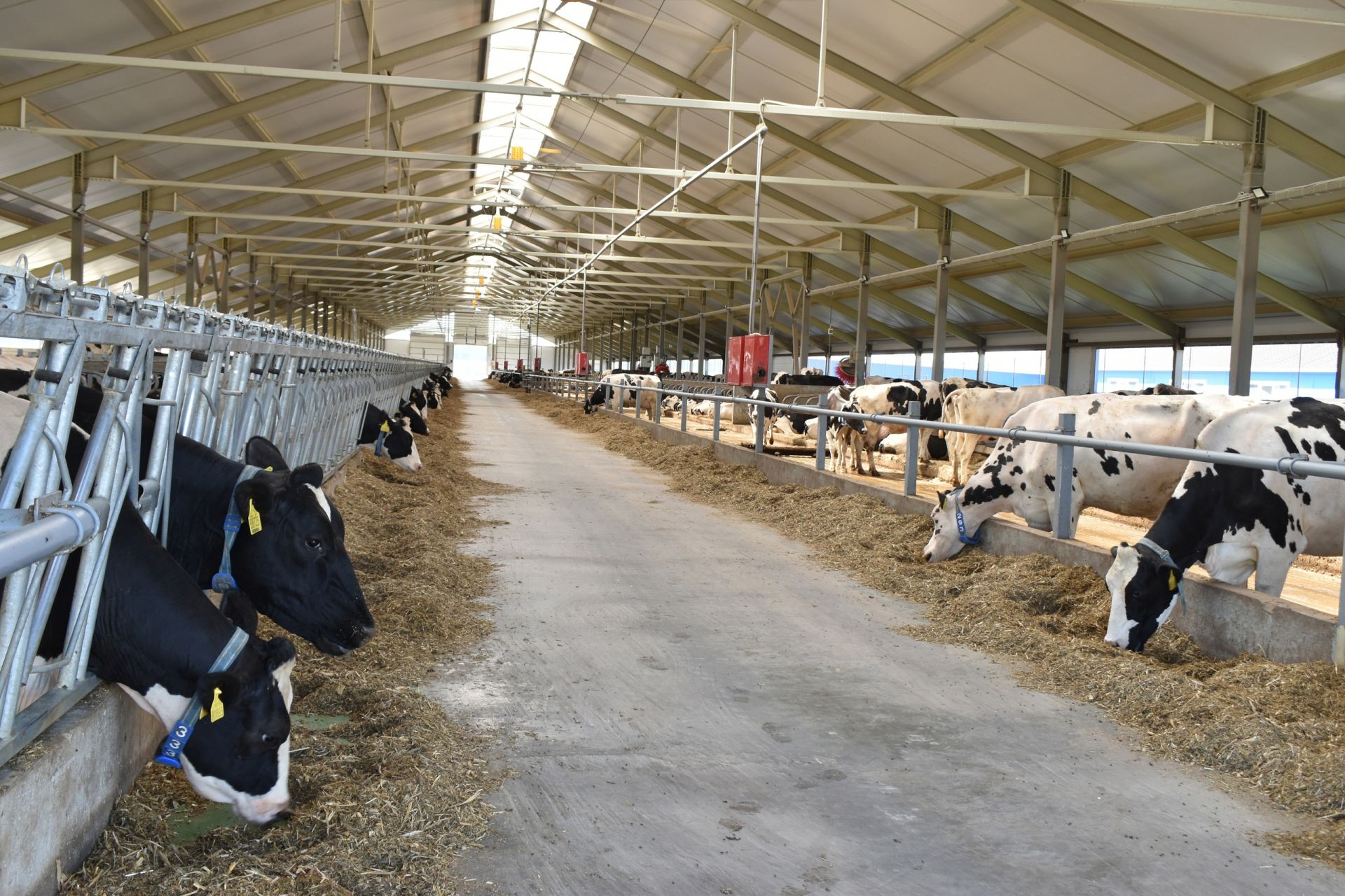 В хозяйстве «Авангард» Буинского района состоялось открытие животноводческого комплекса на 800 голов дойного стада (+фото)