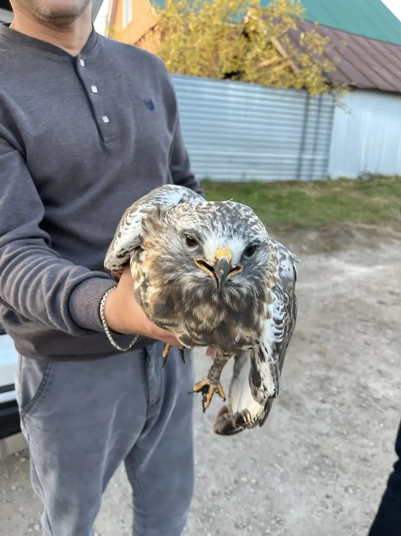 В Буинске спасли раненого канюка и вернули его в небо