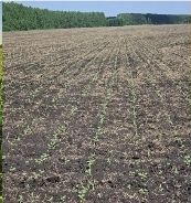 В Буинском районе посевные работы идут на последних гектарах. Земледельцы планируют завершить работу к Сабантую