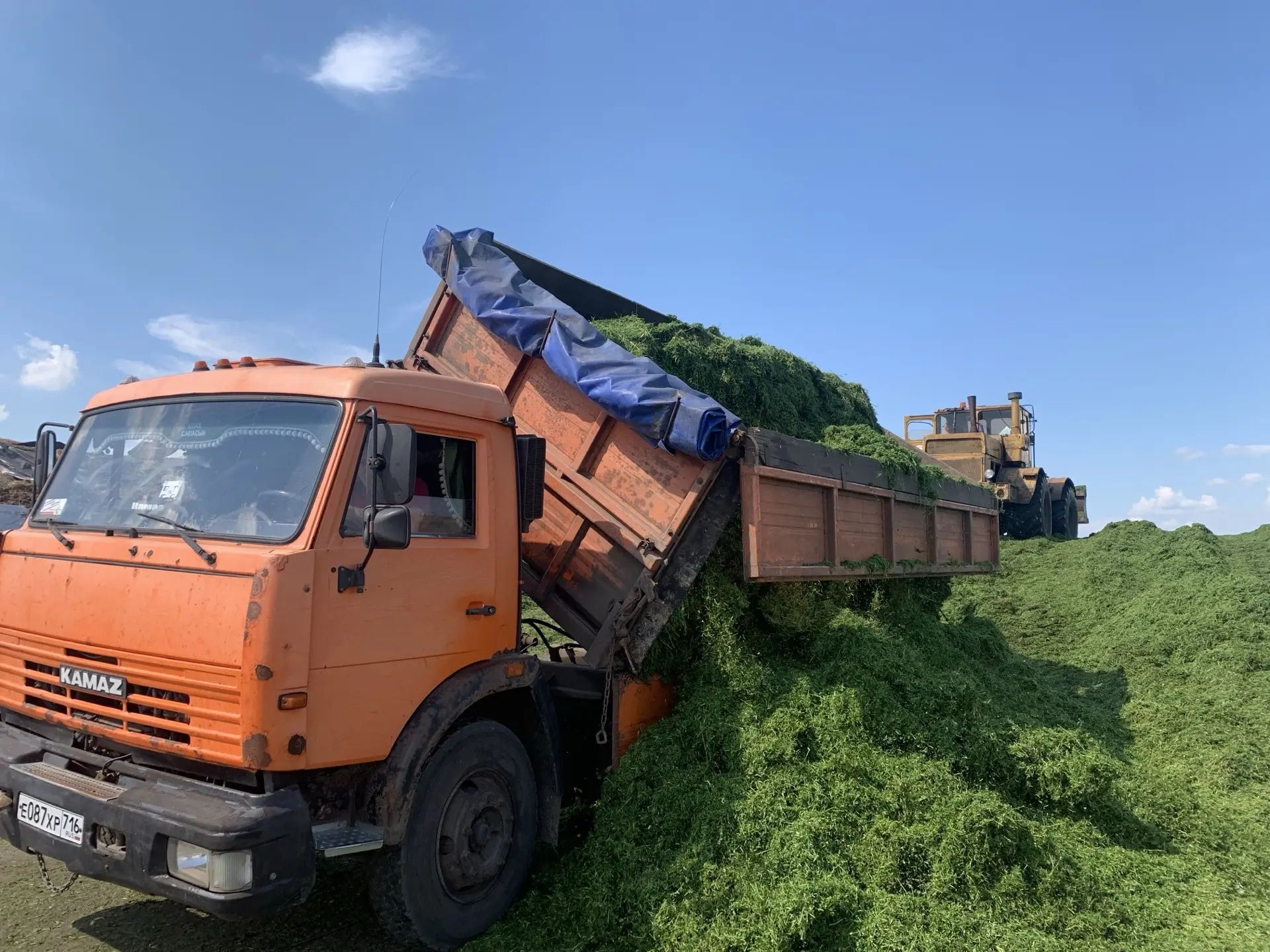 В агрофирме «Заря» Буинского района заготовка кормов в разгаре