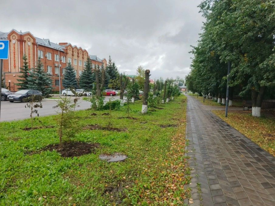 На улице К. Зиятдинова в Буинске деревьям придали ухоженный вид