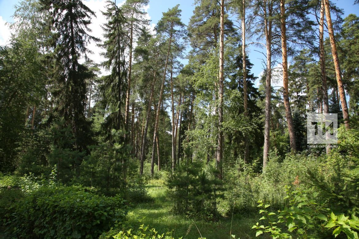 Около тысячи добровольцев охраняют леса Татарстана от пожаров