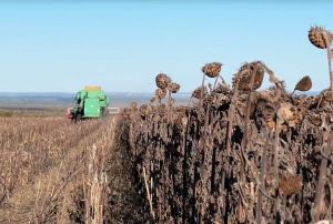 Буинские аграрии продолжают уборку урожая в осеннюю непогоду
