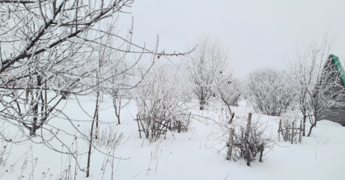 Календарь огородника: как защитить деревья от морозов и грызунов зимой