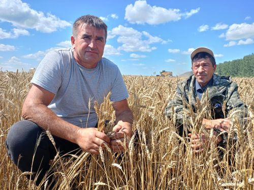 В агрофирме «Заря» Буинского района  приступили к уборке урожая