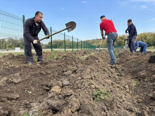 Деревья, выращенные учениками будет украшать улицы Буинска