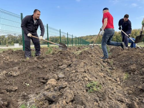 Деревья, выращенные учениками будет украшать улицы Буинска