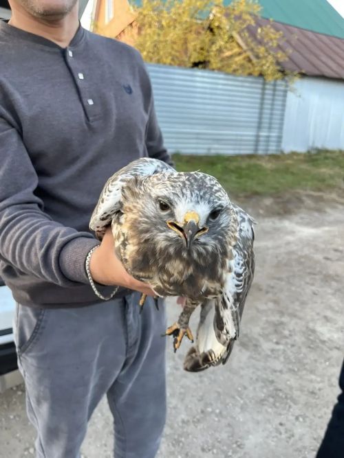 В Буинске спасли раненого канюка и вернули его в небо