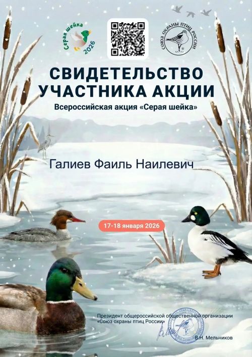 Пенсионер из Буинского района заботится о диких утках, которые по неизвестной причине остались у нас зимовать