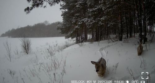 В Буинском районе в объектив фотоловушек попали косуля, лиса и лось