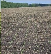 В Буинском районе посевные работы идут на последних гектарах. Земледельцы планируют завершить работу к Сабантую