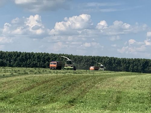 В Буинском районе зеленая жатва в разгаре