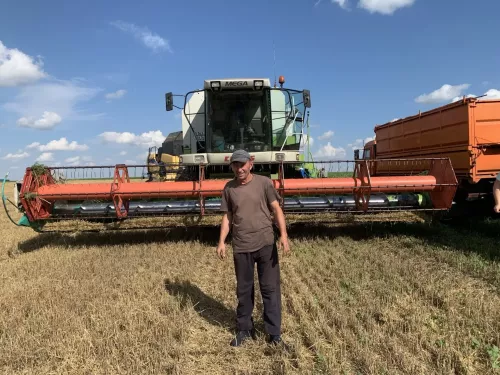 На полях деревни Энтуганы  агрофирмы «Заря» Буинского района озимая пшеница  уродилась