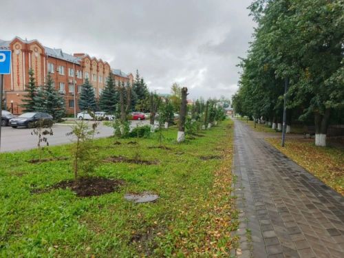 На улице К. Зиятдинова в Буинске деревьям придали ухоженный вид