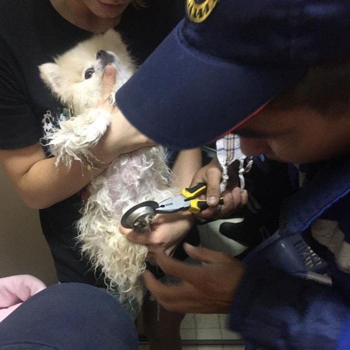 В Татарстане спасатели демонтировали сливную решетку раковины и освободили собаку