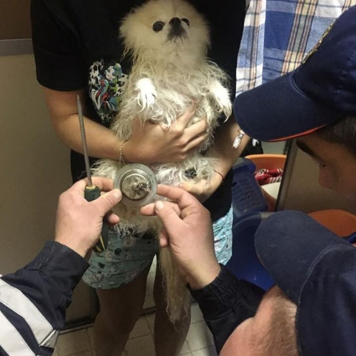 В Татарстане спасатели демонтировали сливную решетку раковины и освободили собаку